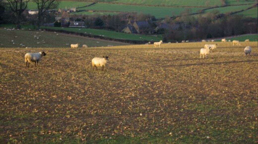 Sheep near Epwell In many ways a typical Cotswold scene - sheep on the ridges and a village in the valley.