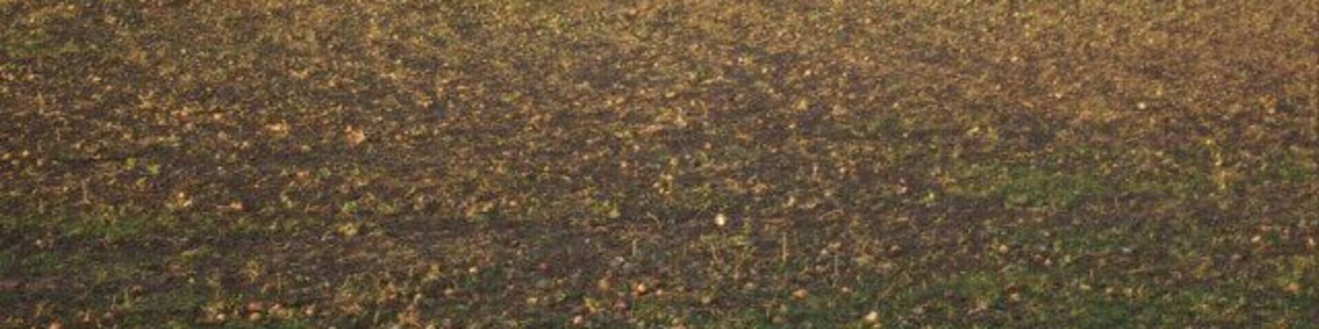 Sheep near Epwell In many ways a typical Cotswold scene - sheep on the ridges and a village in the valley.