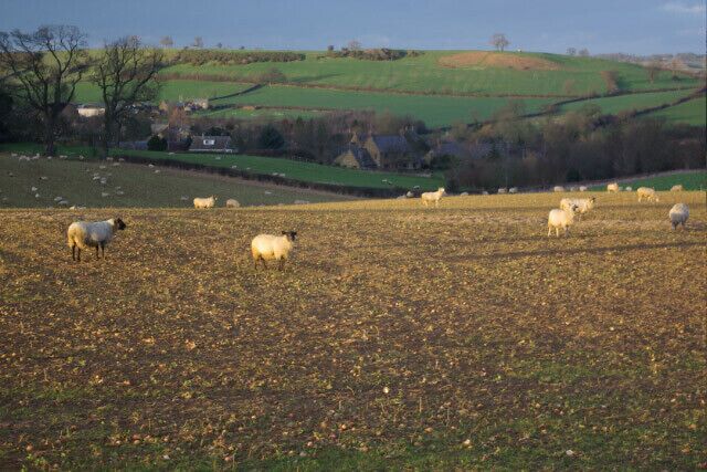 A rural landscape with rolling hills, a field of sheep, and a distant house.