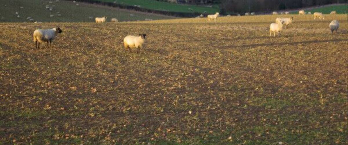 A rural landscape with rolling hills, a field of sheep, and a distant house.