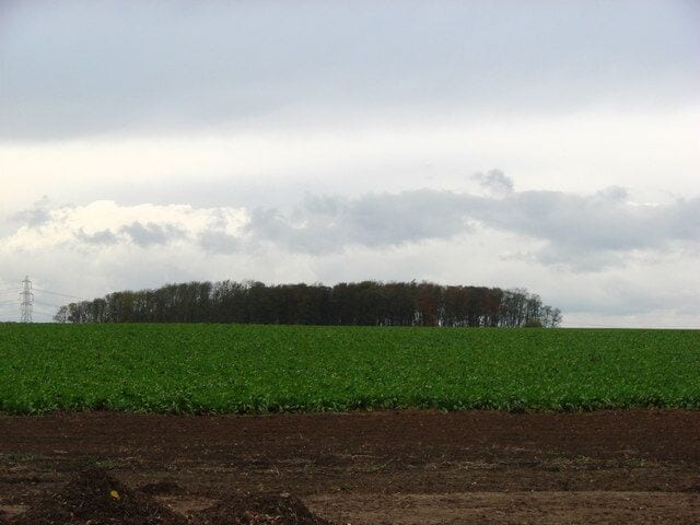 A field of green crops with a line of trees in the background under a cloudy sky.