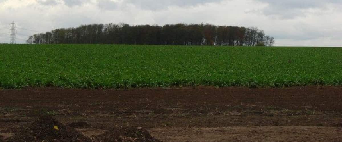 A field of green crops with a line of trees in the background under a cloudy sky.