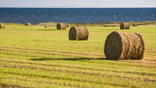 EY936M Hay rolls in field in the town of Sea View on Prince Edward Island, Canada, above the Gulf of St Lawrence