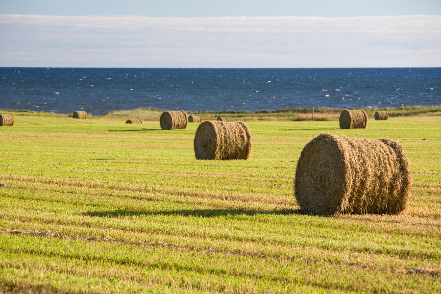 EY936M Hay rolls in field in the town of Sea View on Prince Edward Island, Canada, above the Gulf of St Lawrence