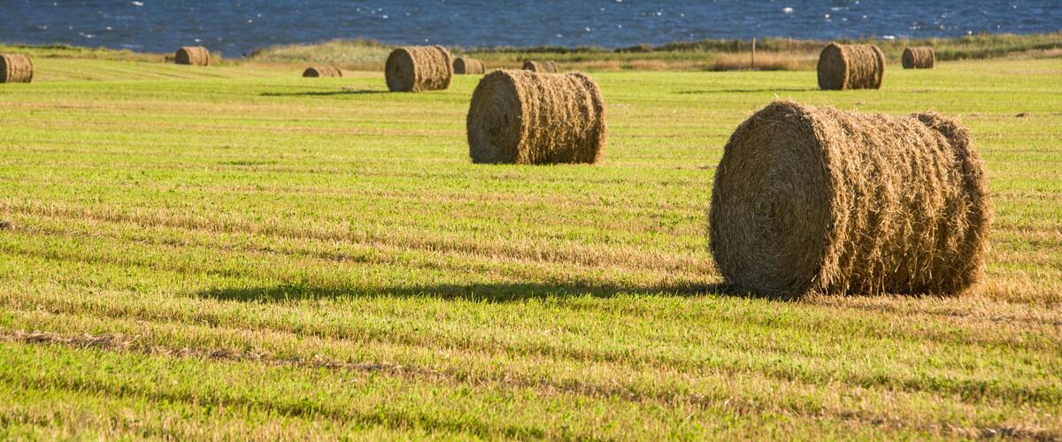 Hay bales in a field with a view of the ocean.
