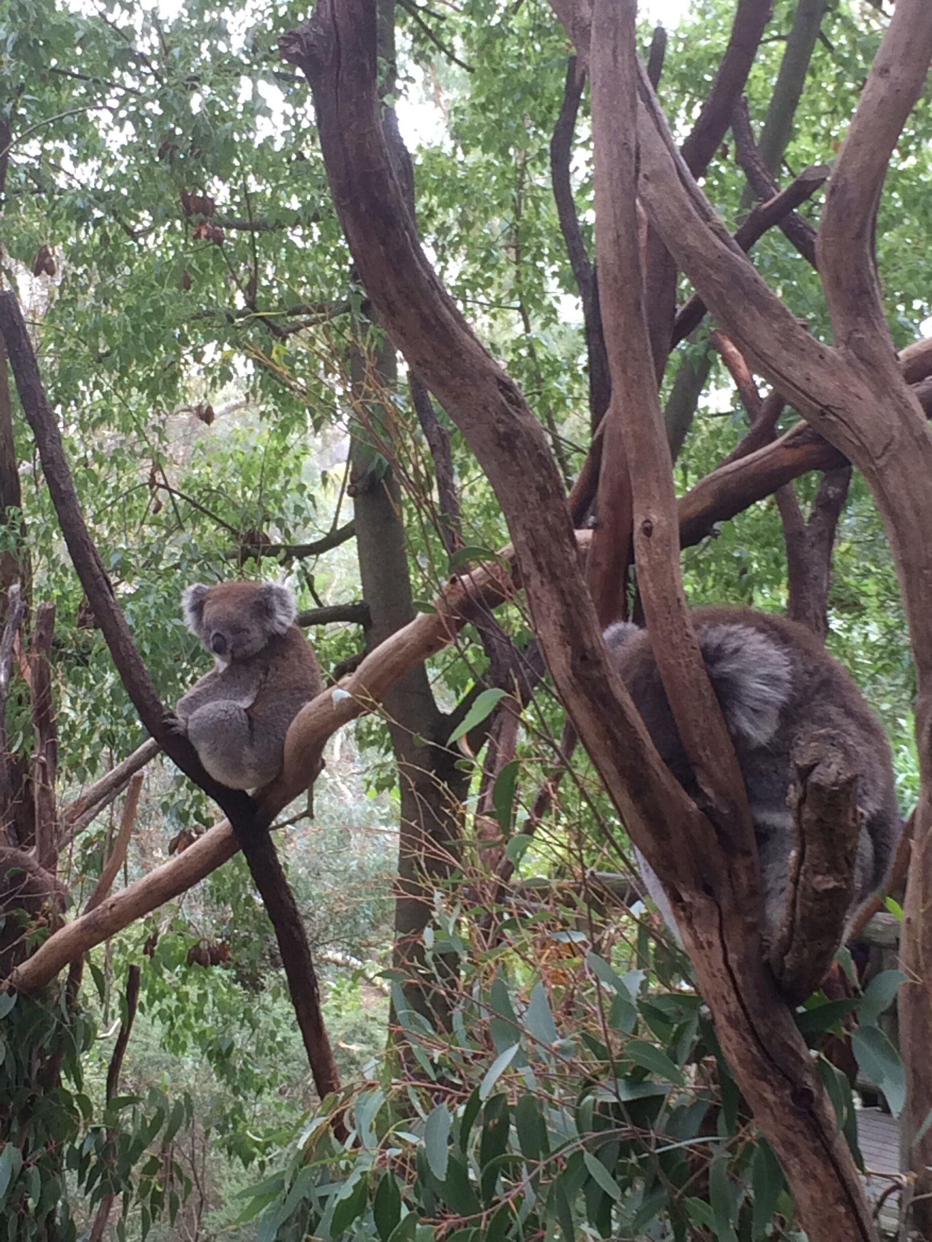 Kaolas!!! Not long after this we got to hold & cuddle them. They are very well looked after, cute & cuddly! 