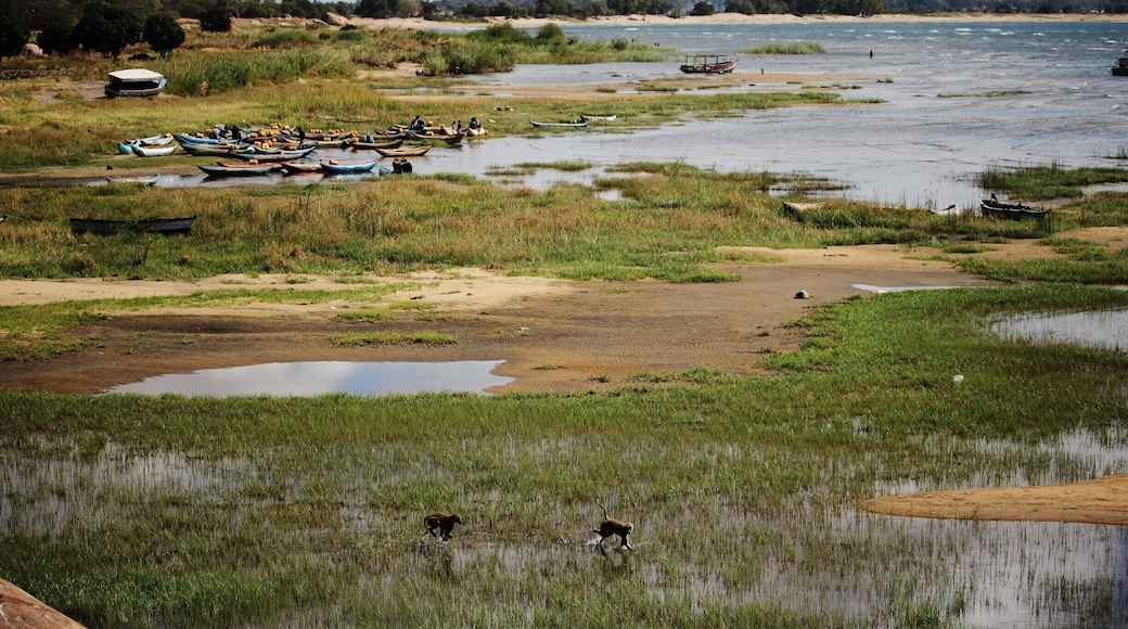 Senga Bay on Lake Malawi is only a two hour drive from Lilongwe, so it's a perfect place for a day trip from the city. Watch baboons play in the shallows while fishermen row in and out of the bay.
Several lodges, including Safari Beach Lodge, allow day visitors.