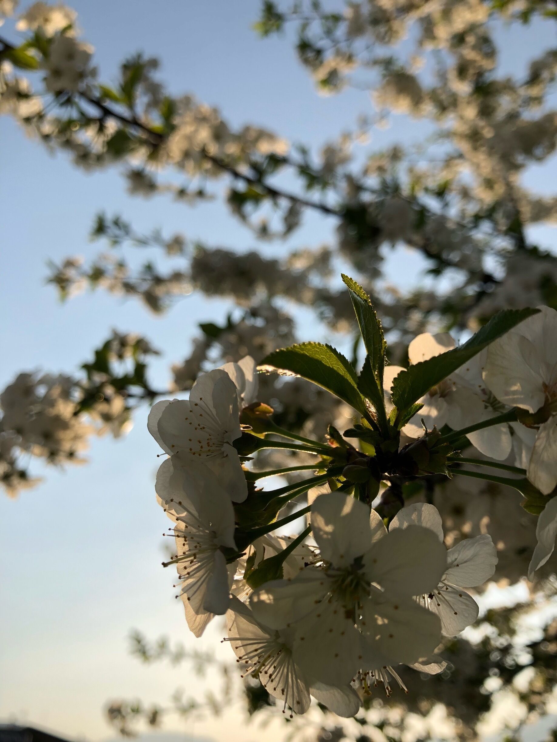 I see this tree from my window and with the sunset light is amazing, if you are in Gandino during the spring watch at the trees cause they're amazing