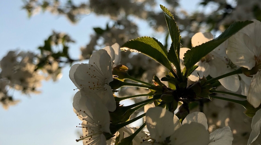 I see this tree from my window and with the sunset light is amazing, if you are in Gandino during the spring watch at the trees cause they're amazing