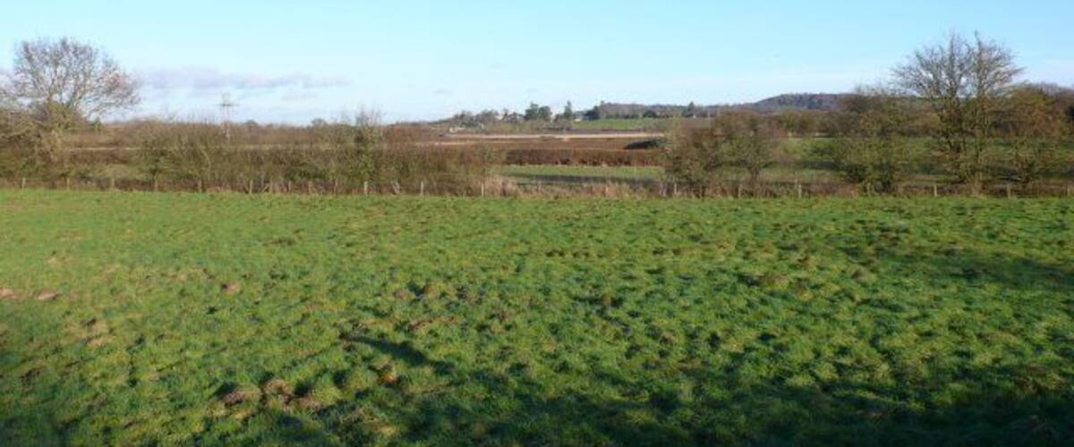 A green field with a clear sky and distant trees.