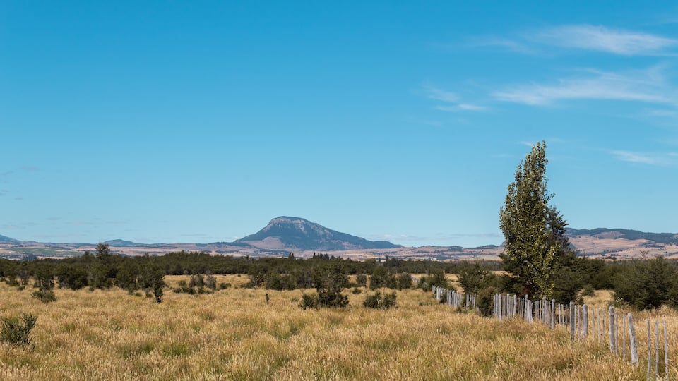 A grassy field with a mountain in the background and a tall tree in the foreground.