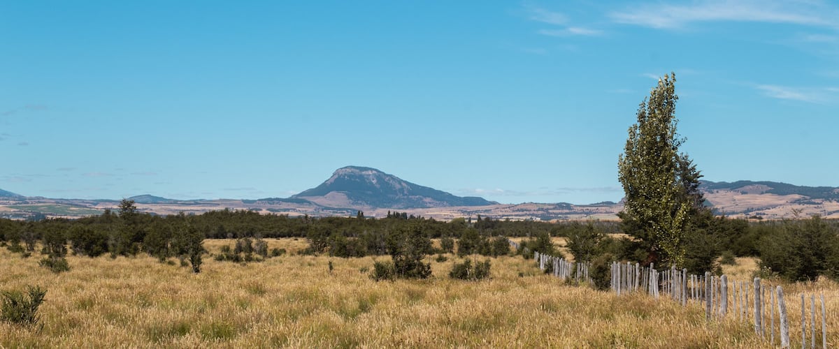 A grassy field with a mountain in the background and a tall tree in the foreground.