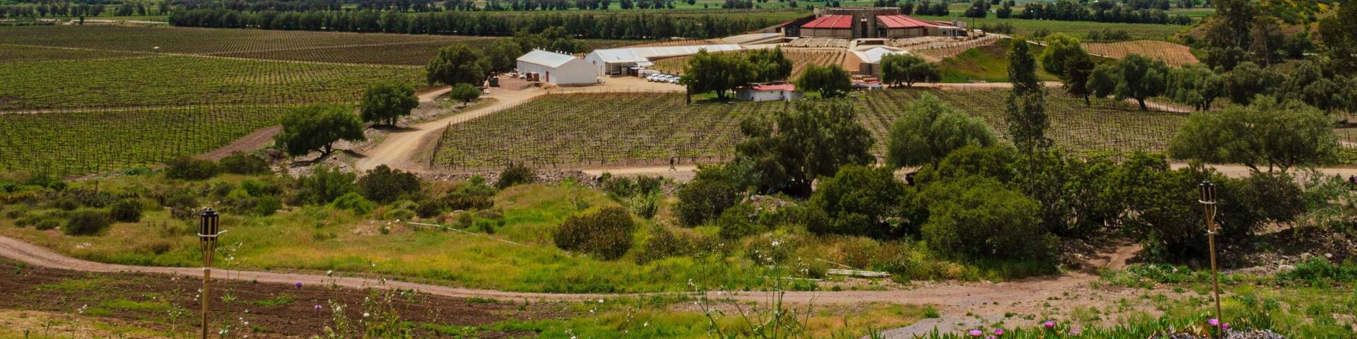 Paisaje de viñedos Santo Tomás en Valle de Guadalupe, Baja California, México