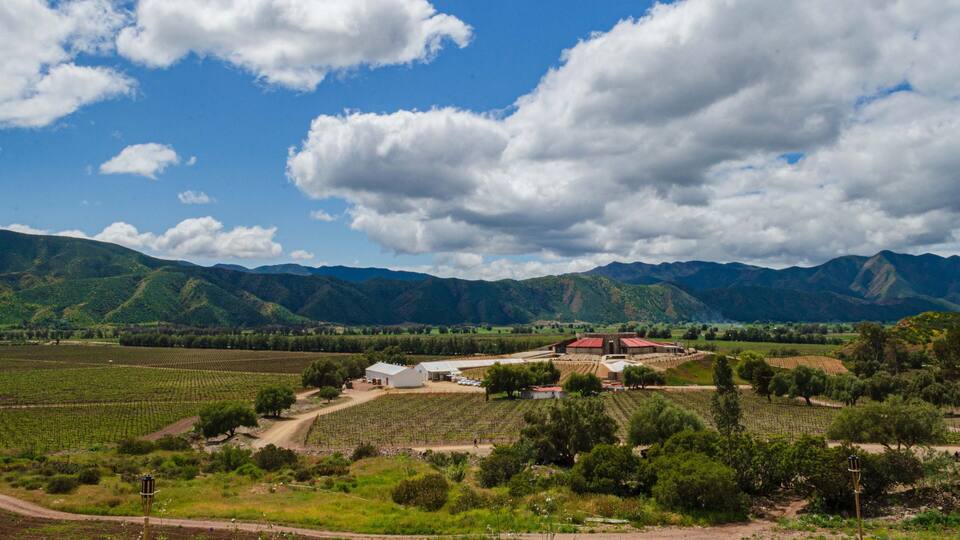A vineyard with rows of grapevines, a dirt path, and a building with a red roof.