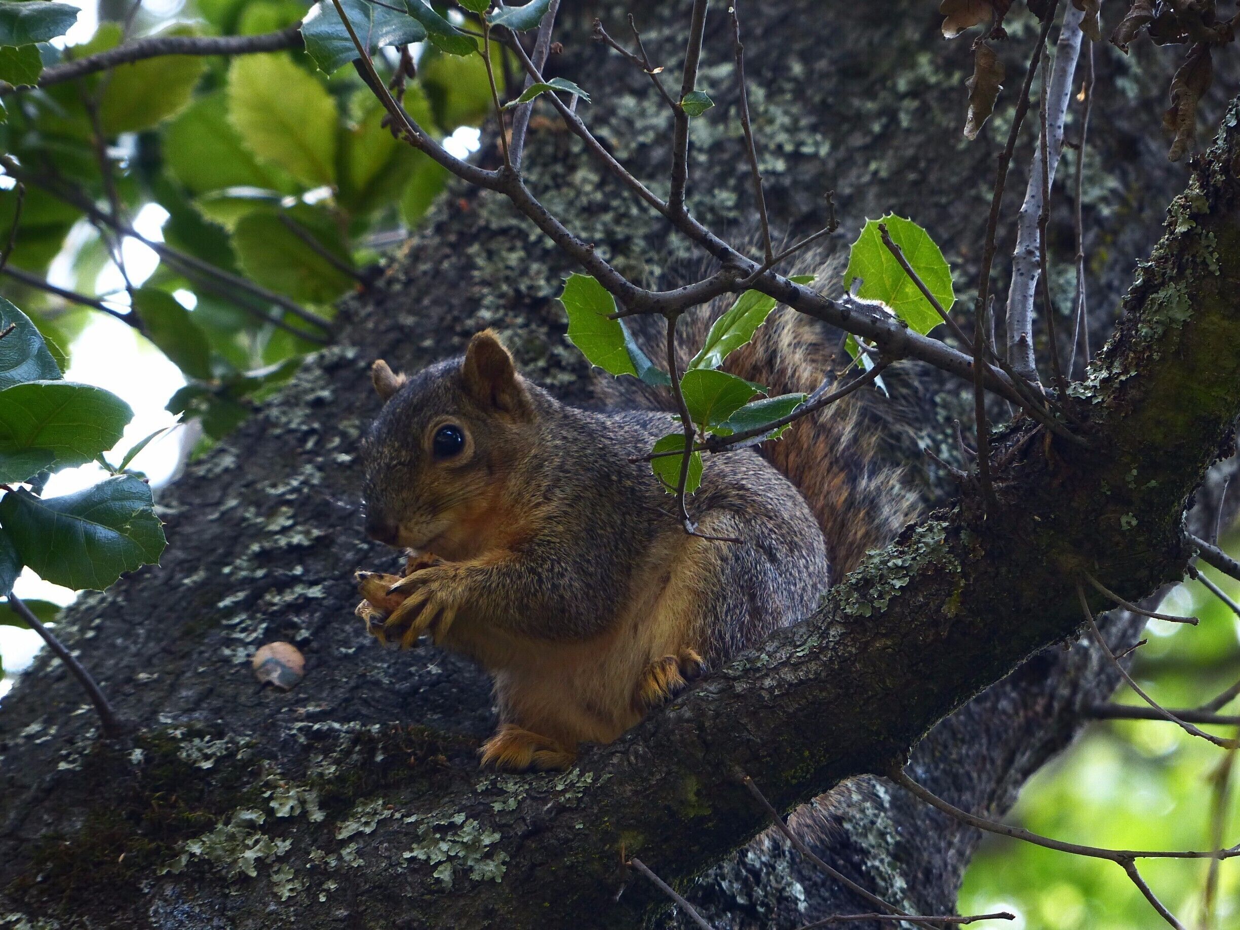 Plenty of cute squirrels, nuts for them, and you can feel peaceful with all the plants and fresh air. Pretty butterflies flutter in the garden.

#cutecreatures
#JensenGardenPark

