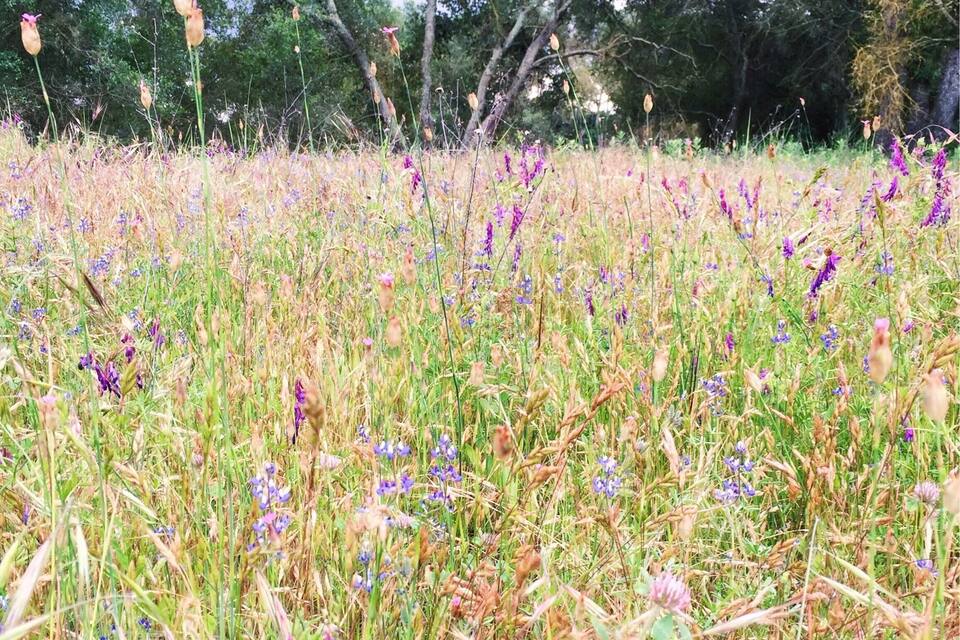 A field of wildflowers with purple and pink blooms, surrounded by trees.