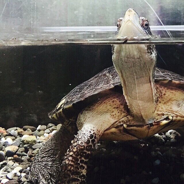 This nature center is in Carmichael, CA in the Anil Hoffman Park. It holds a number of exhibits of snakes and other reptiles/amphibians and birds of prey along with books feathers stuffed animals gifts bones and a fun interactive educational play area both inside and outside the main building. There are naturalists on site to answer any questions, and a few trails around the property (some leading to the river) where you're pretty much guaranteed to see deer, turkeys, and lizards. Picnic areas also on site.
More on www.ajauntwithjoy.com