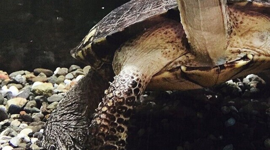 This nature center is in Carmichael, CA in the Anil Hoffman Park. It holds a number of exhibits of snakes and other reptiles/amphibians and birds of prey along with books feathers stuffed animals gifts bones and a fun interactive educational play area both inside and outside the main building. There are naturalists on site to answer any questions, and a few trails around the property (some leading to the river) where you're pretty much guaranteed to see deer, turkeys, and lizards. Picnic areas also on site.
More on www.ajauntwithjoy.com