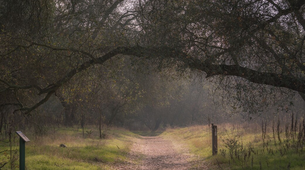 Foggy sunlit walking path