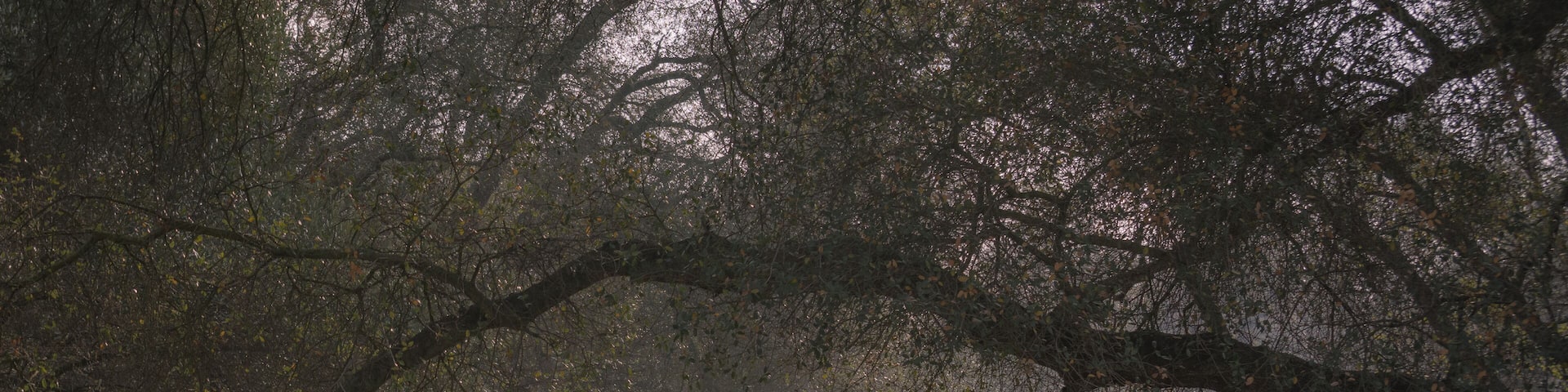 Foggy sunlit walking path