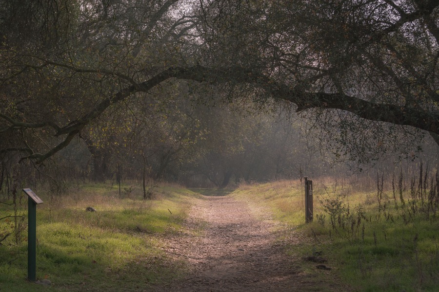 Foggy sunlit walking path
