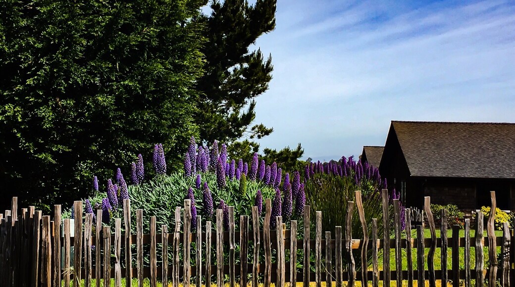 Loving the spring blooms in Caspar Mendocino County #pattern