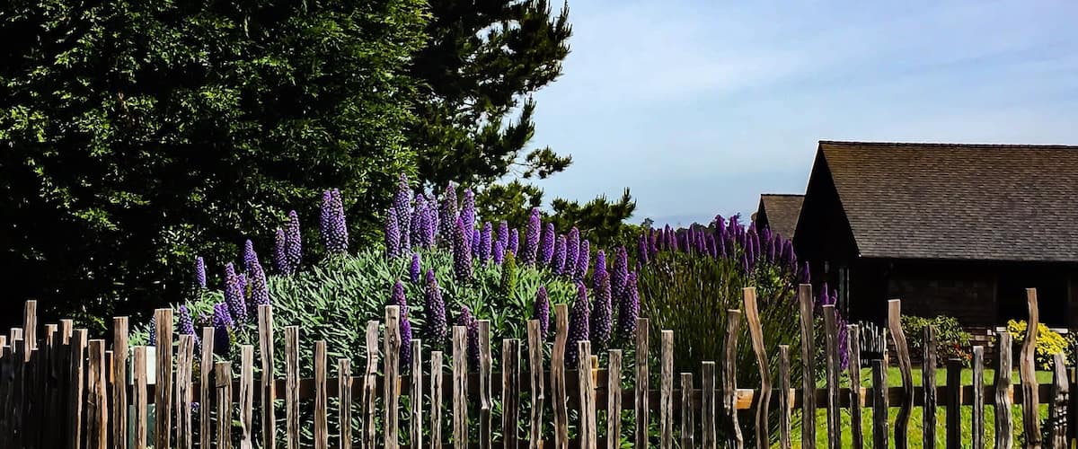 Loving the spring blooms in Caspar Mendocino County #pattern