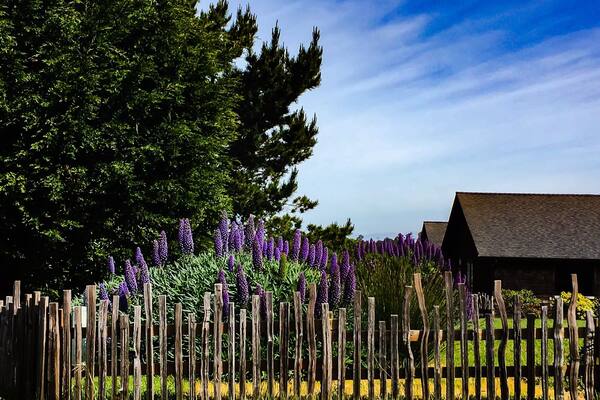 Loving the spring blooms in Caspar Mendocino County #pattern