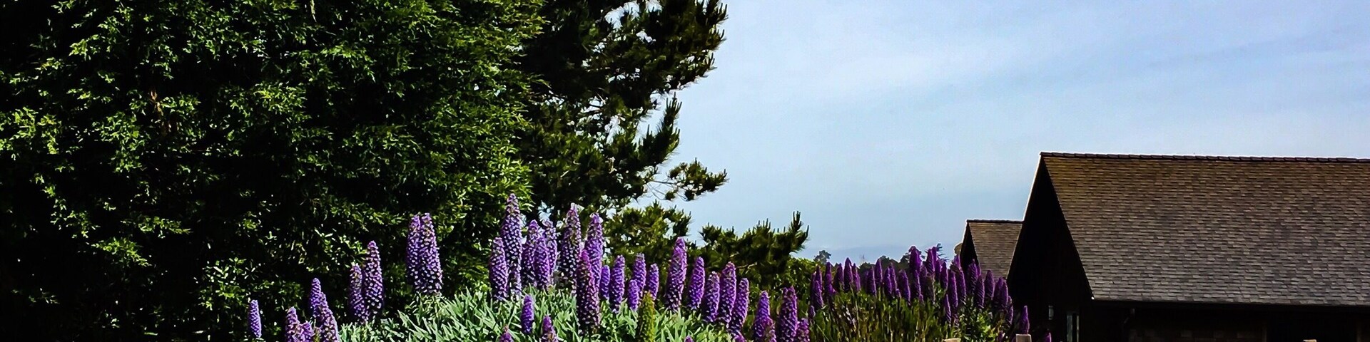 Loving the spring blooms in Caspar Mendocino County #pattern