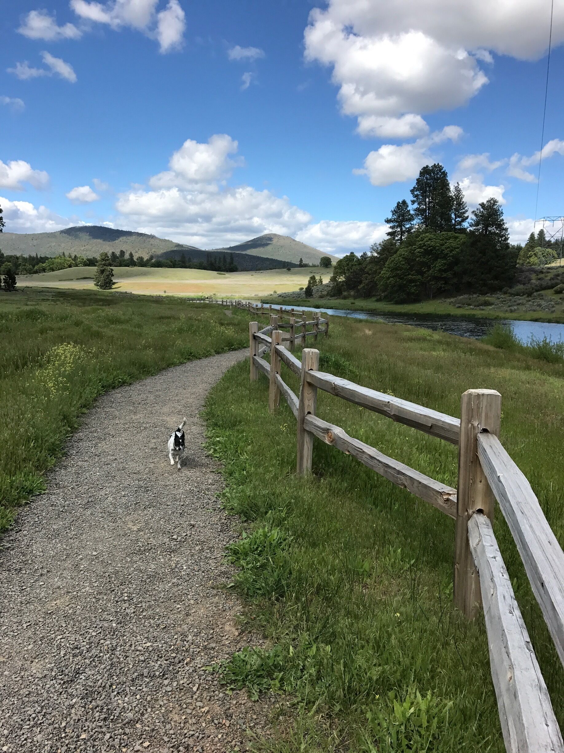 Unlike any 'dog park' in the SF Bay Area this is why I moved me and the pooch to the mountains this is one of my favorite walking spots 