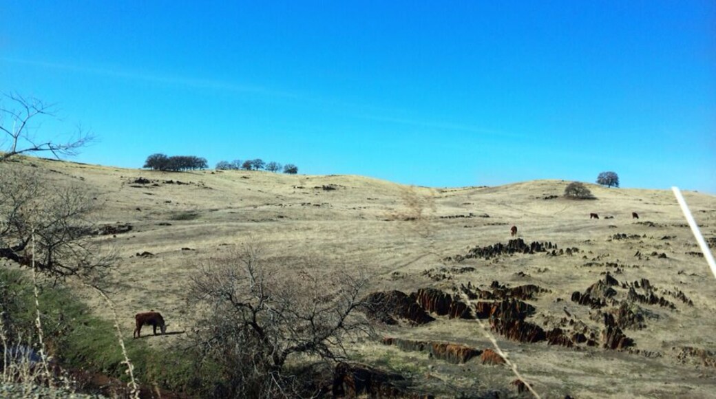 Cattle grazing on a dry range amid tombstone rocks of Cathey's Valley. Not much green this February during one of the worst droughts in California's history.