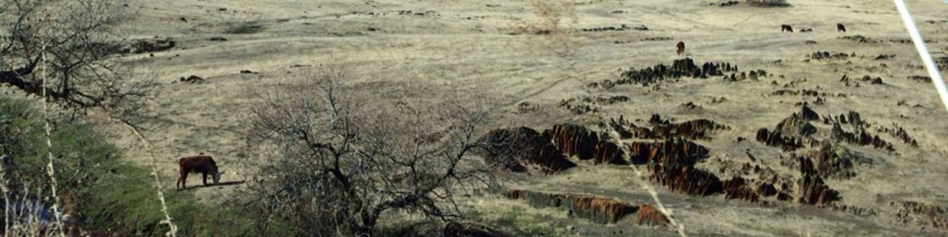 Cattle grazing on a dry range amid tombstone rocks of Cathey's Valley. Not much green this February during one of the worst droughts in California's history.