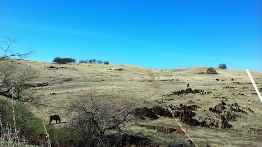 Cattle grazing on a dry range amid tombstone rocks of Cathey's Valley. Not much green this February during one of the worst droughts in California's history.