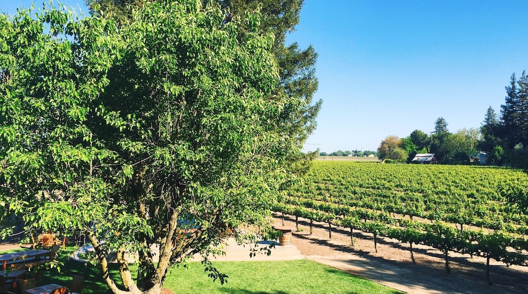 Peaceful winery outside of Sacramento. Free tastings.
More on http://www.ajauntwithjoy.com