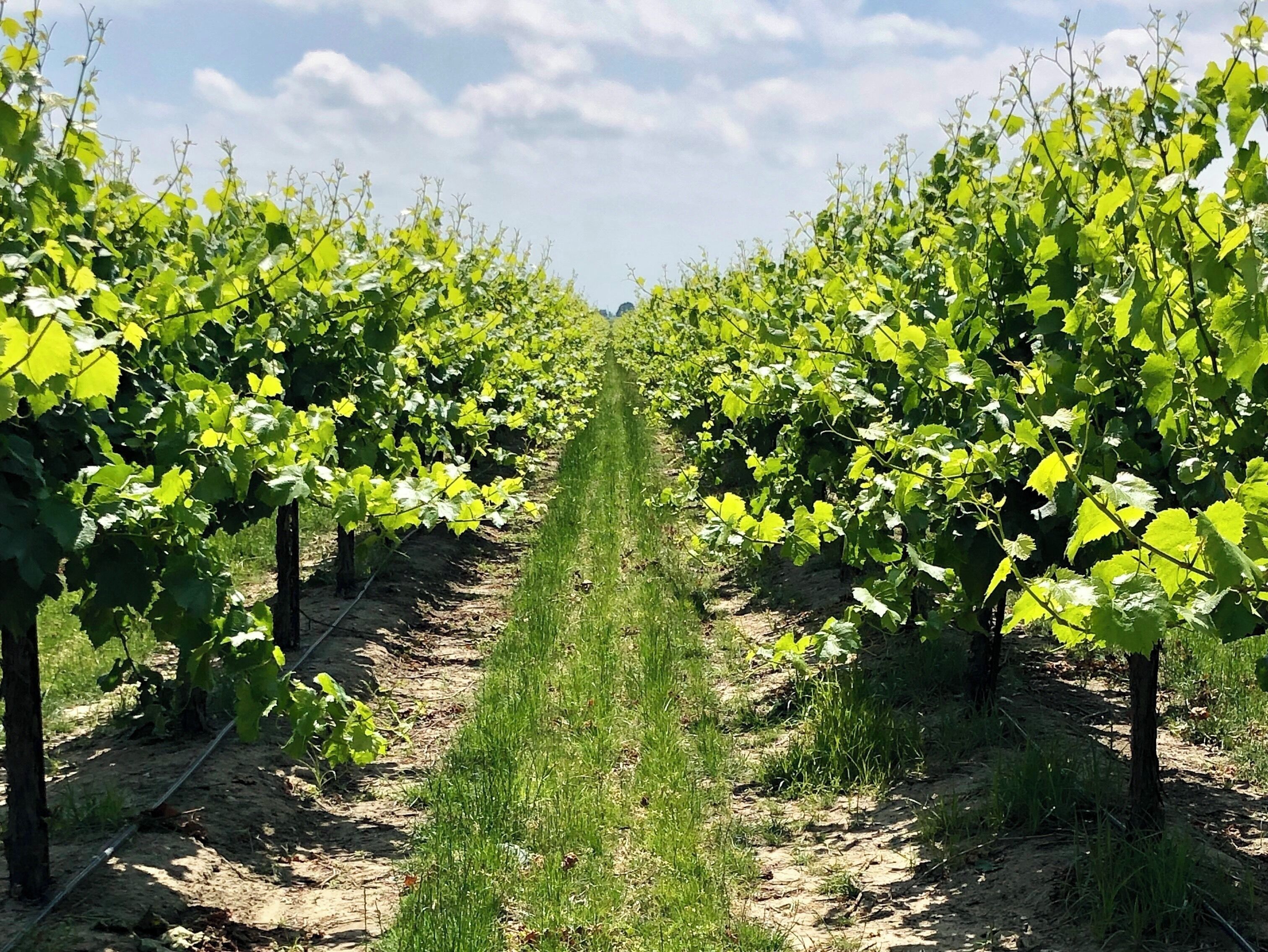 Across the street from the Sugar Mill. No fruit yet but getting close!