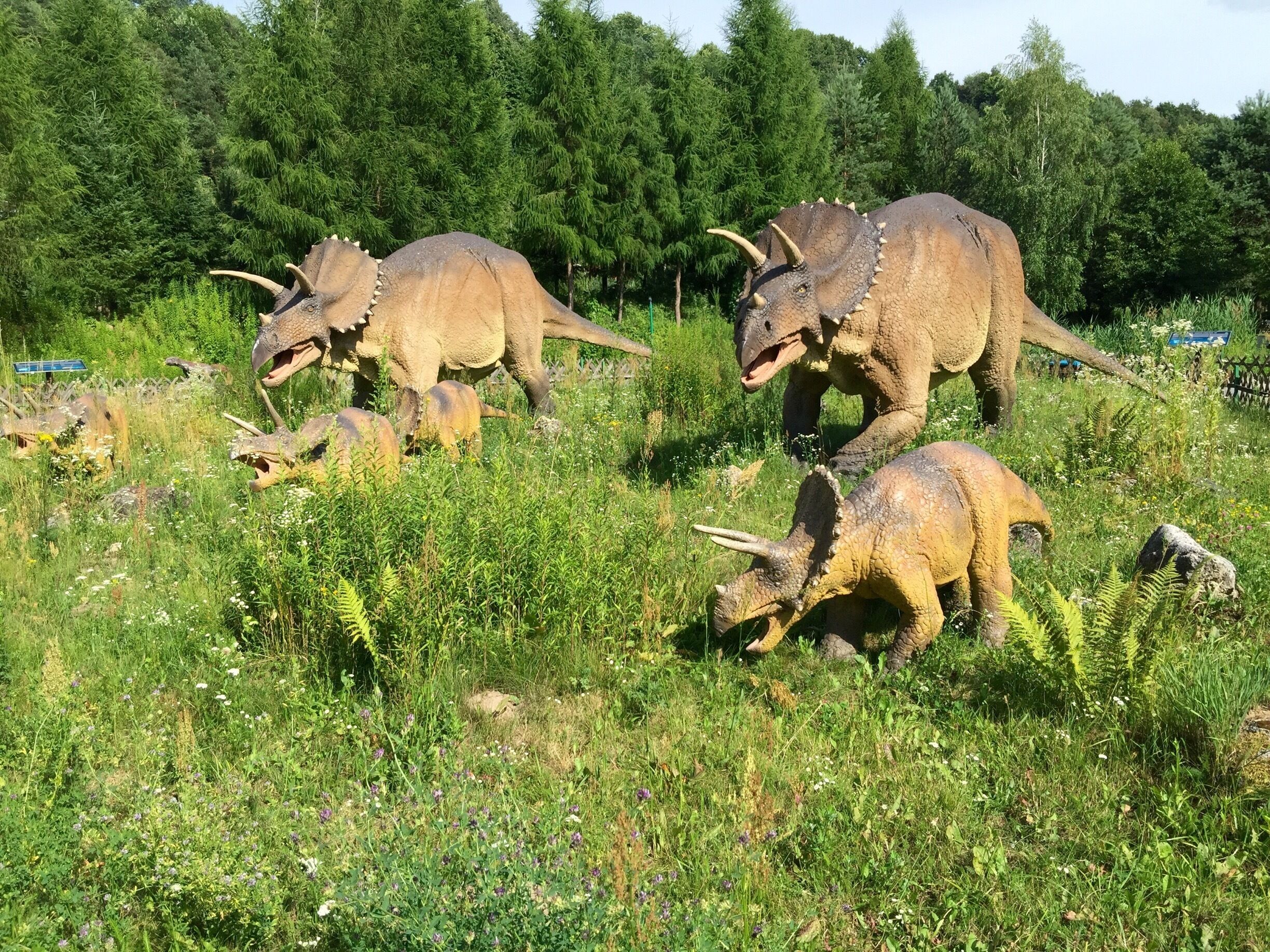 A group of triceratops dinosaurs in a grassy field with trees in the background.
