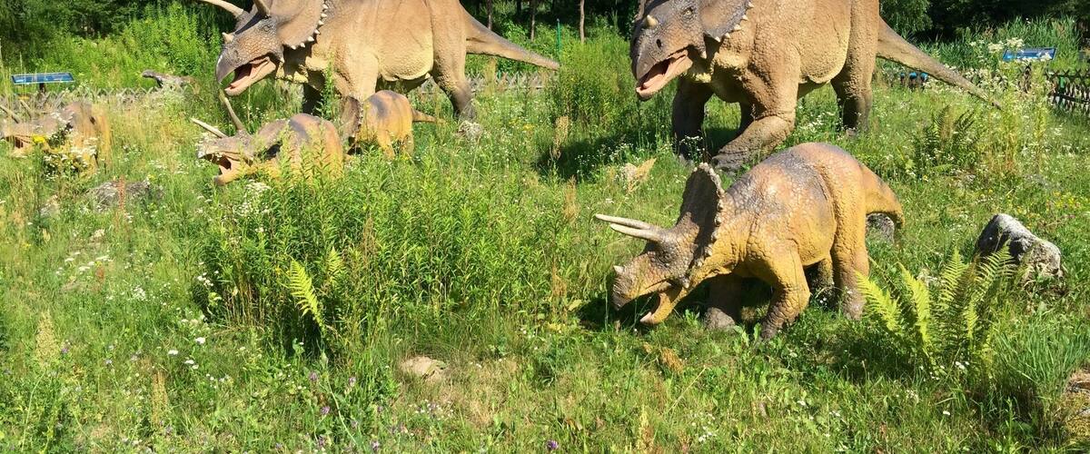 A group of triceratops dinosaurs in a grassy field with trees in the background.