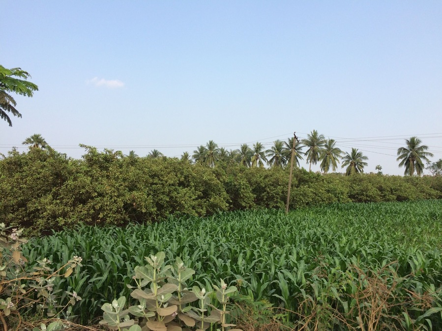 Greenery at it’s Best, Farms in Andhra Pradesh, India.