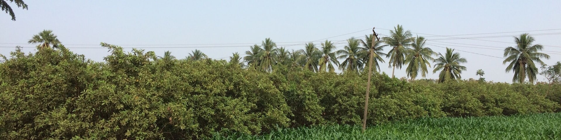 Greenery at it’s Best, Farms in Andhra Pradesh, India.