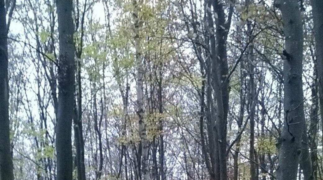 End of Autumn.
The ground here is ridged so the leaves naturally collect in the gulleys.
Most of my “grainy photos” are taken with an old Nokia phone.