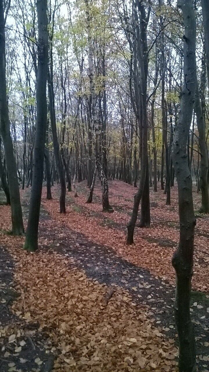 A forest with tall trees and a ground covered in fallen leaves.