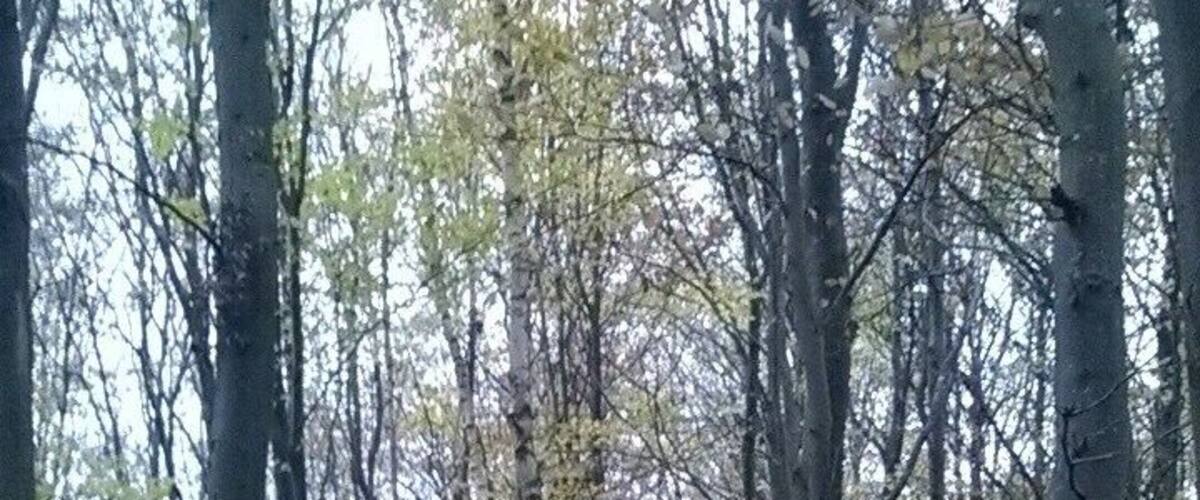A forest with tall trees and a ground covered in fallen leaves.