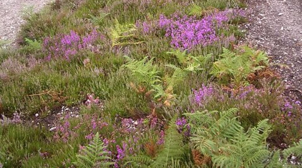 Dibden Bottom, New Forest. Most of this grid square is wet heathland, an area known as Dibden Bottom. This view is from the high ground at the SE corner of the square, where the path leads down to a substantial footbridge across the boggiest part of the heath.