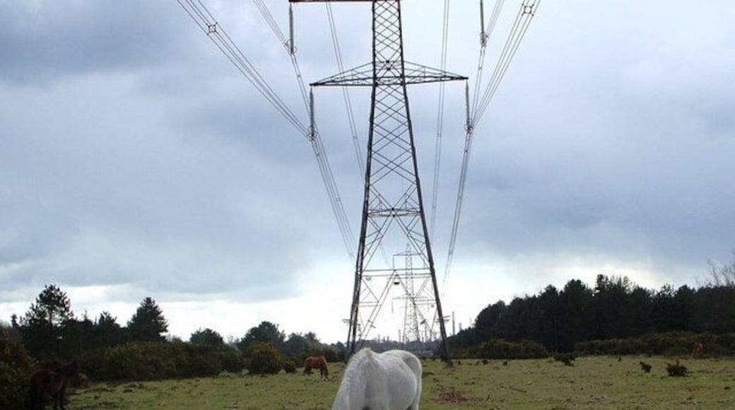 Fawley Inclosure. Looking back towards Hardley this view shows the route of the Solent Way beneath the pylons.