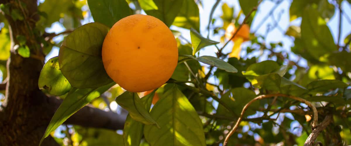 Orange Citrus Plantation in Italy, New Harvest of Sweet Juicy Oranges. Agriculture in spring. Scenic Day and Gorgeous Scene.