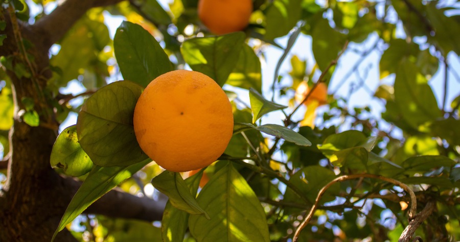 Orange Citrus Plantation in Italy, New Harvest of Sweet Juicy Oranges. Agriculture in spring. Scenic Day and Gorgeous Scene.