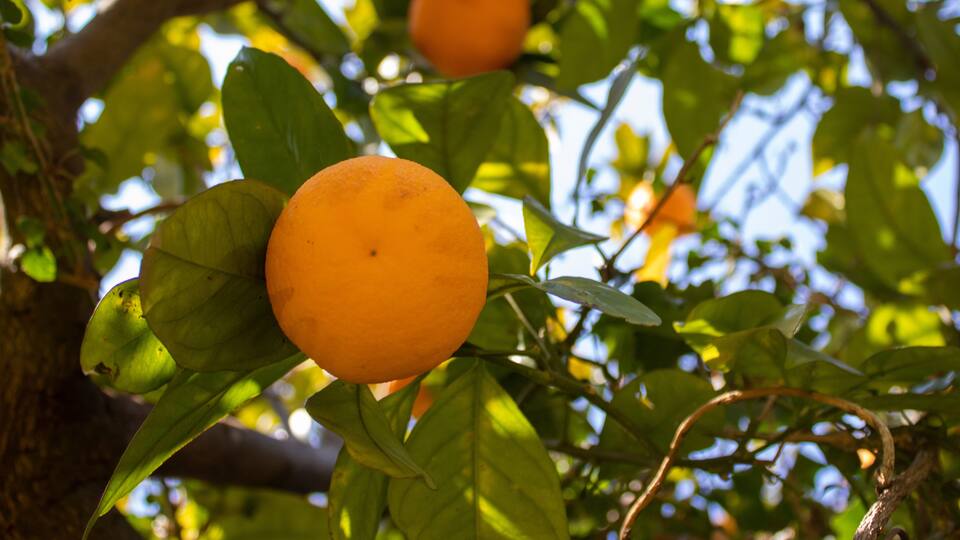 An orange tree with green leaves and a ripe orange.