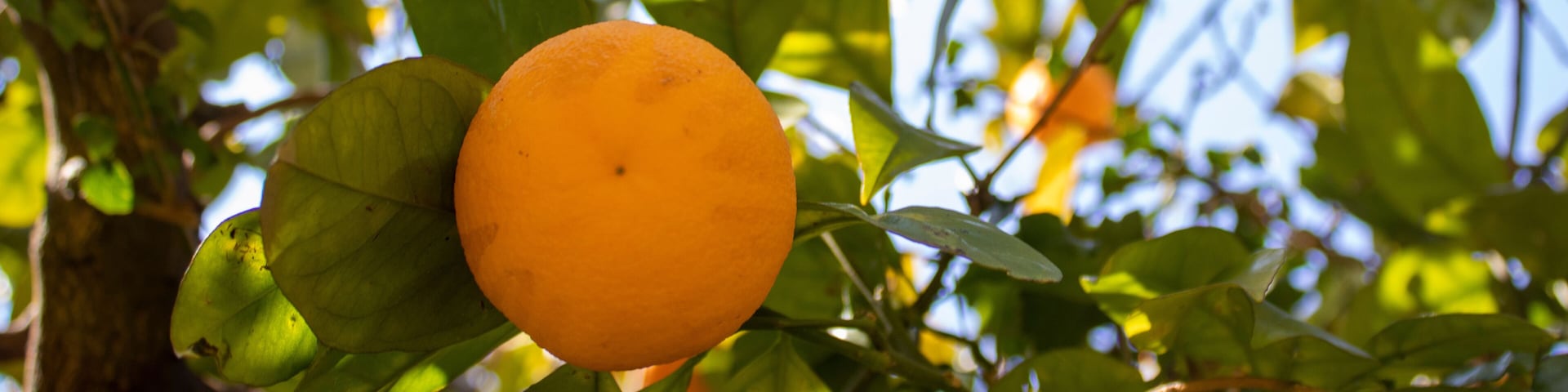 Orange Citrus Plantation in Italy, New Harvest of Sweet Juicy Oranges. Agriculture in spring. Scenic Day and Gorgeous Scene.
