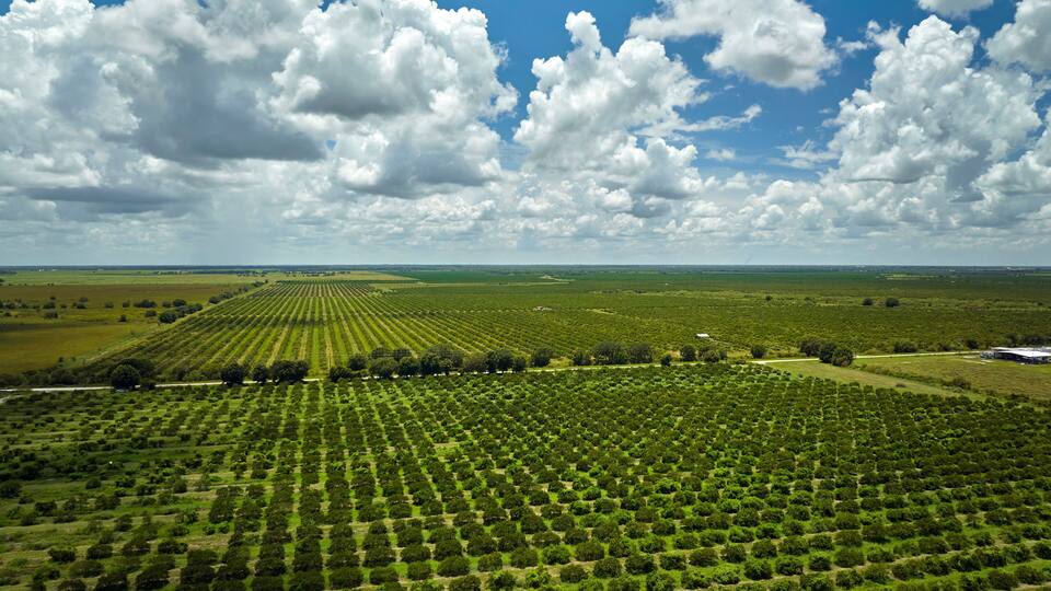An aerial view of a large agricultural field with rows of crops under a partly cloudy sky.