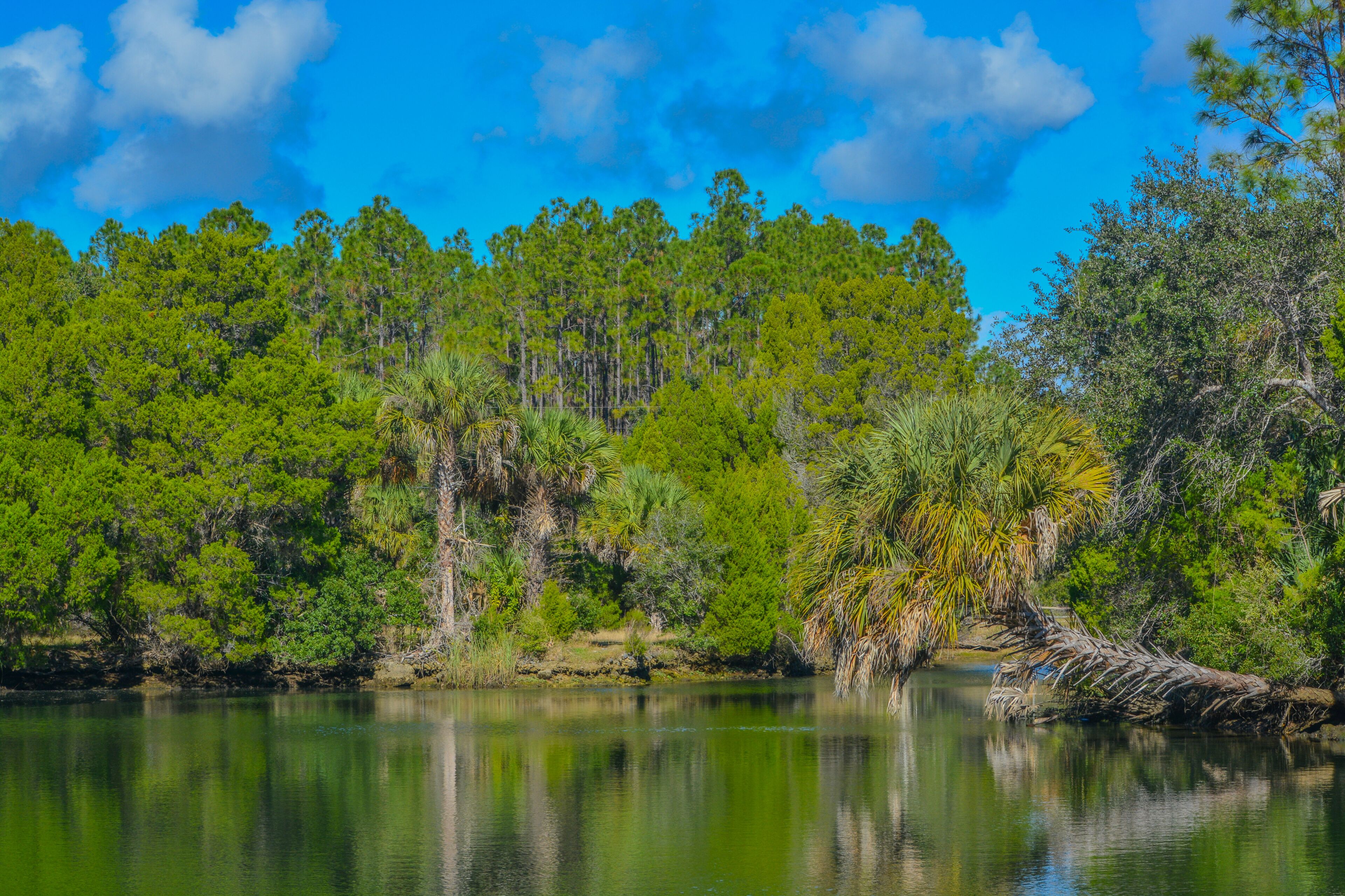 Crystal River has natural springs feeding it. Crystal River Preserve State Park is in Citrus County, Florida
